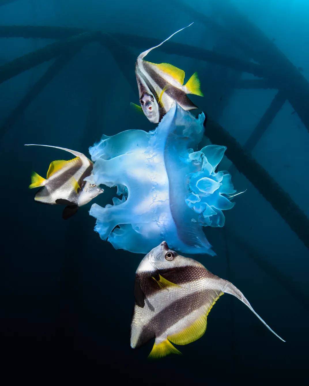 Longfin bannerfish nibble at a jellyfish near Qaruh Island