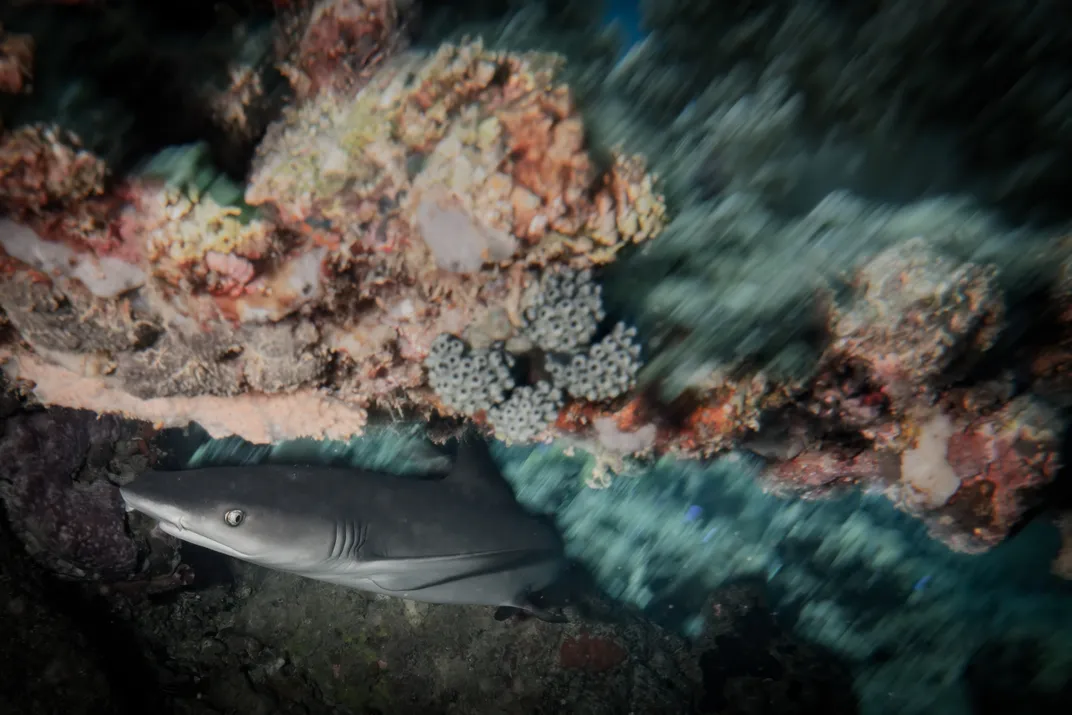 A shark swims out from a reef.