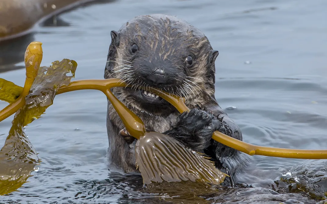 a young sea other eating