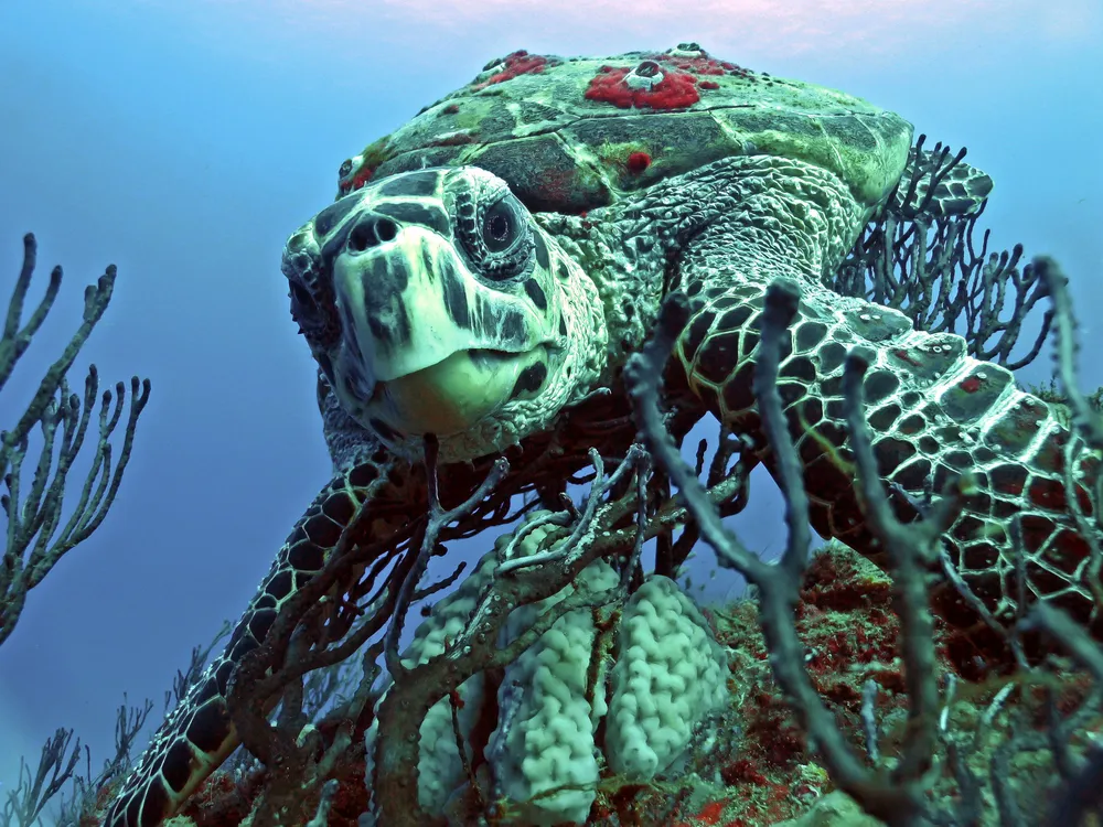 A hawksbill sea turtle