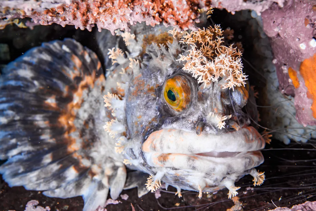 fringed blenny in the ocean