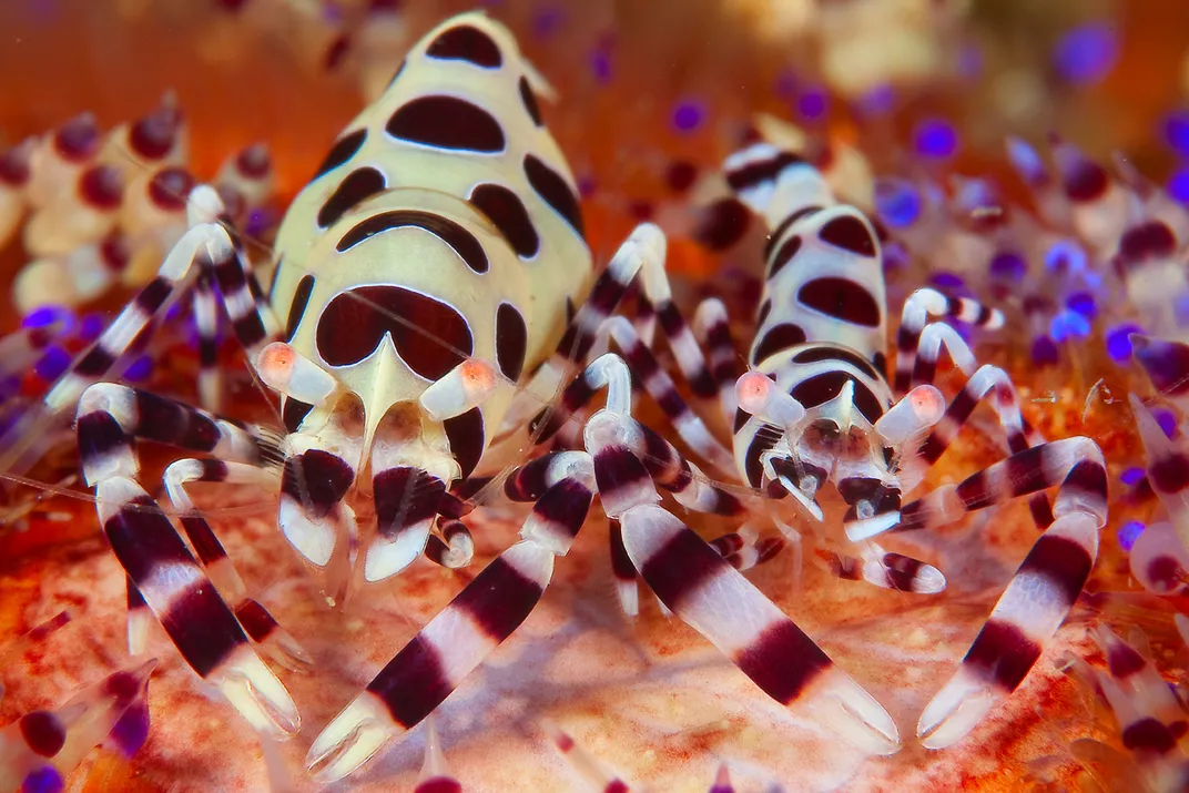 Colorful Coleman shrimp