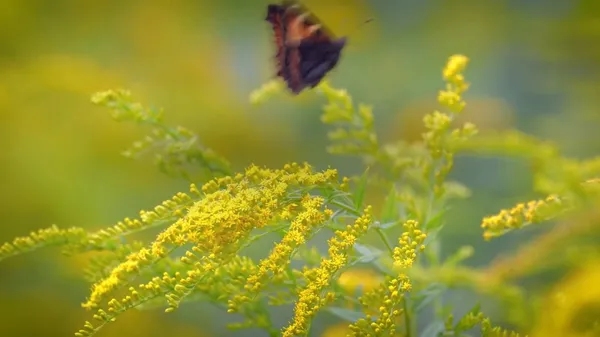 Preview thumbnail for Ten Fun Facts About Butterflies