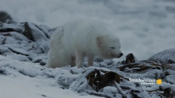 Preview thumbnail for Five Incredibly Brave Baby Animals