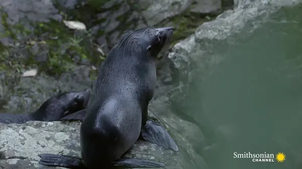 Preview thumbnail for A Baby Seal's First Solo Venture Into the Water