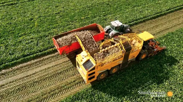 Preview thumbnail for The Staggering Amount of Sugar Beets Used to Make Sugar