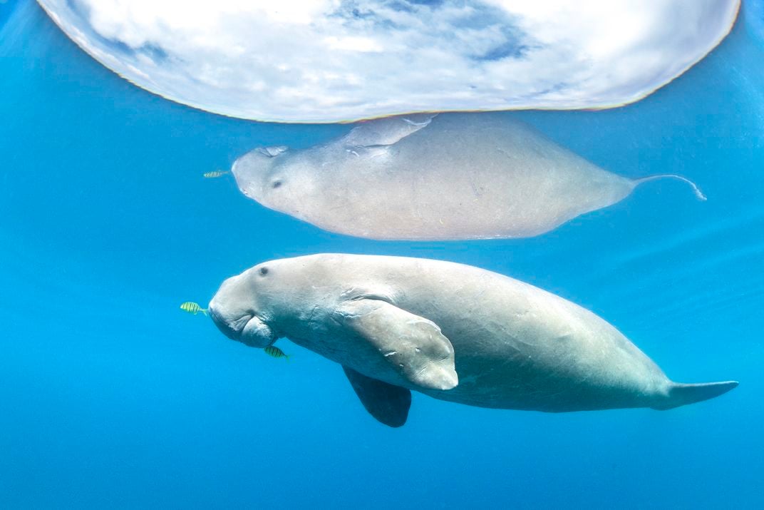 The reflection of a dugong, a cousin of the manatee, is captured as it prepares to breach the surface