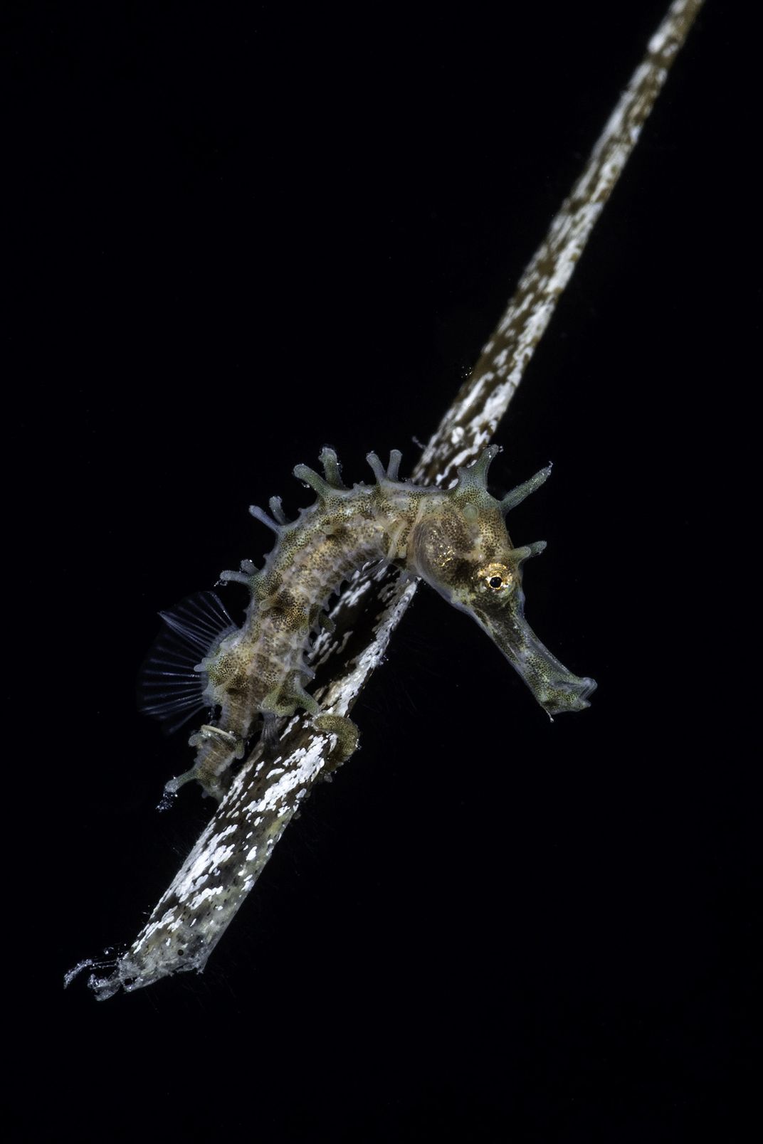 a seahorse with a blade of grass