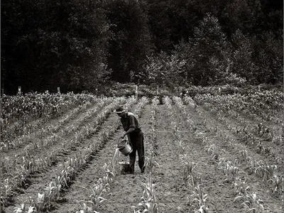 A Midwest field circa 1936