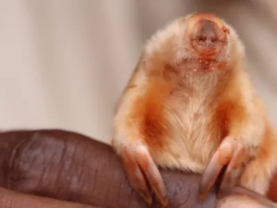 Rangers look for tiny footprints in the sand and dig trenches to find the moles, which spend most of their lives underground.