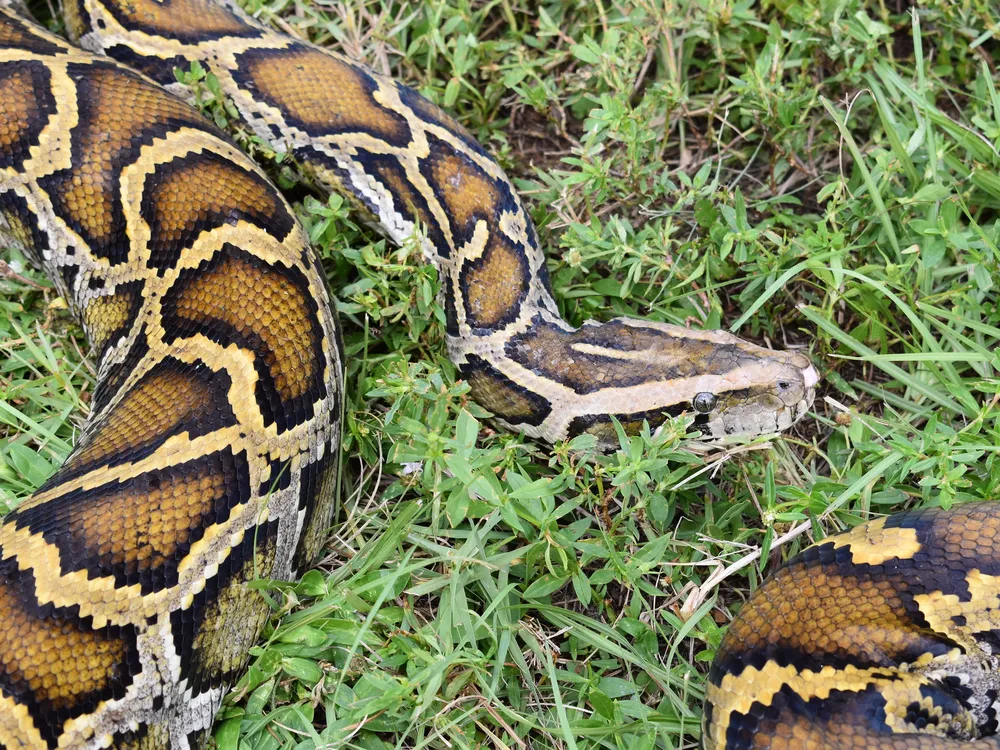 Burmese python in the grass