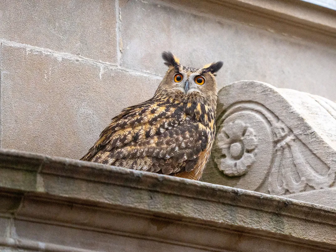 Flaco Perches on a Building