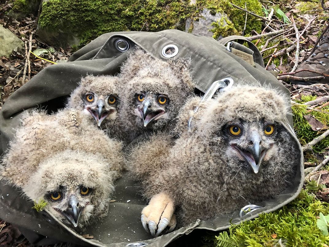 Eurasian Eagle-Owl Chicks