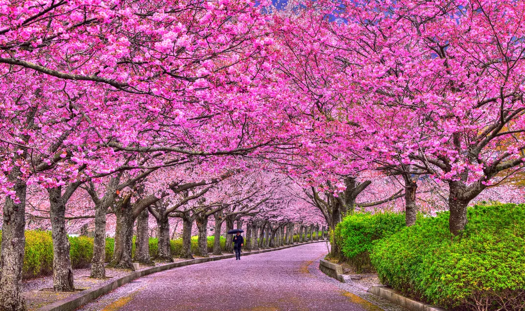 Pink Path