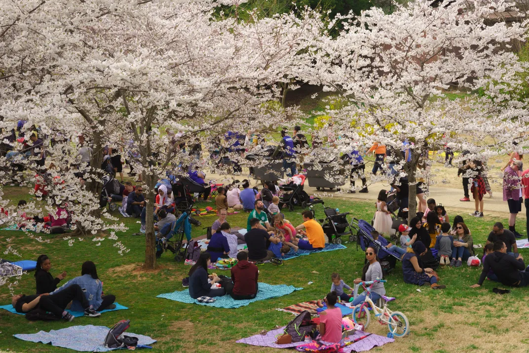 Picnic