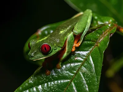 Tree Frog