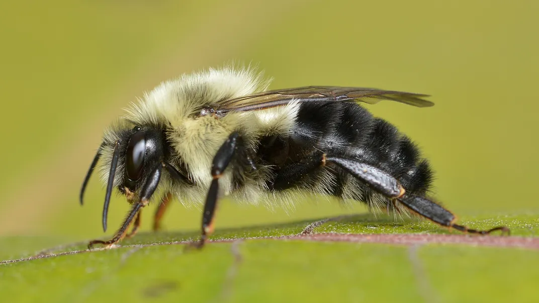 Close-up of bee