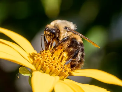 Hibernating common eastern bumblebee queens survived for a week while submerged underwater in a lab.