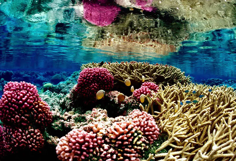 Underwater photo of a pink and gold coral reef in bright blue water, with small blue and yellow fish. A blurry reflection of the reef appears in the water at the top of the photo.