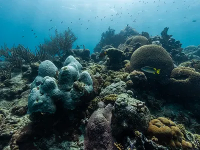 A team including research scientists at Smithsonian&#39;s National Zoo and Conservation Biology Institute became the first in the world to successfully cryopreserve coral using a technique called isochronic vitrification.