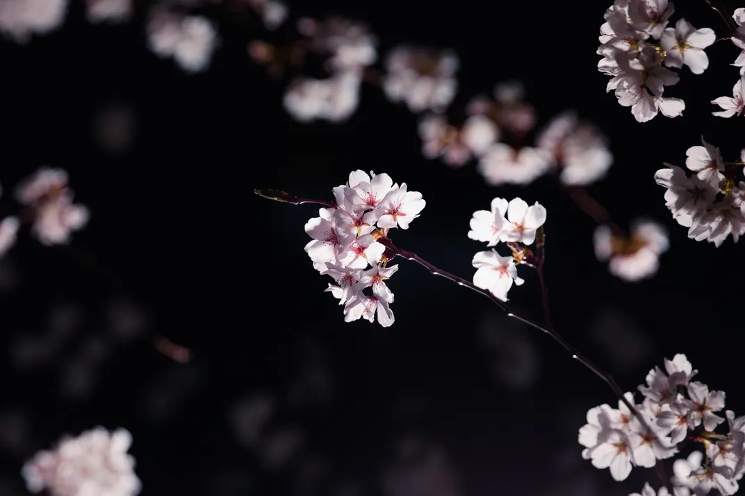 Night Blossoms