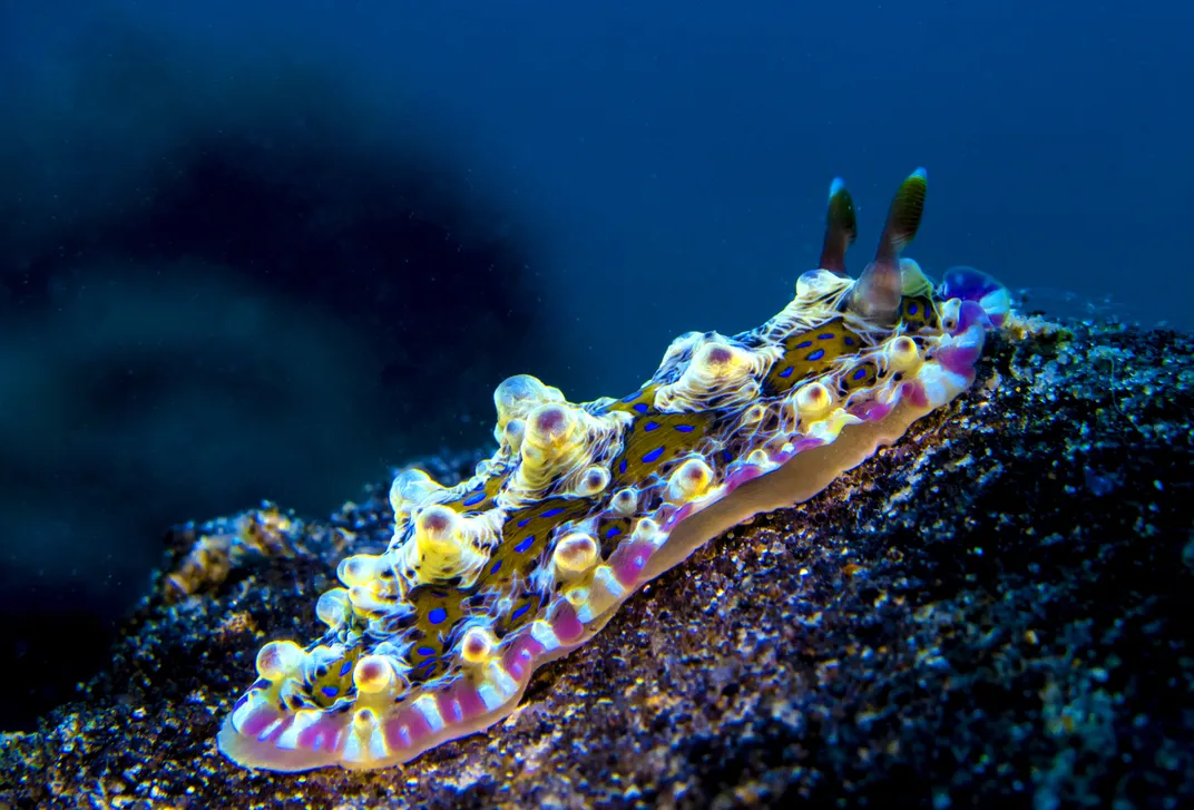 The bumps and spots of the Dendrodoris denisoni look like eyes peering out of the darkness. This nudibranch doesn’t have jaws, though. It has to pour digestive juices on the sponges it eats so it can soften them and suck them in.