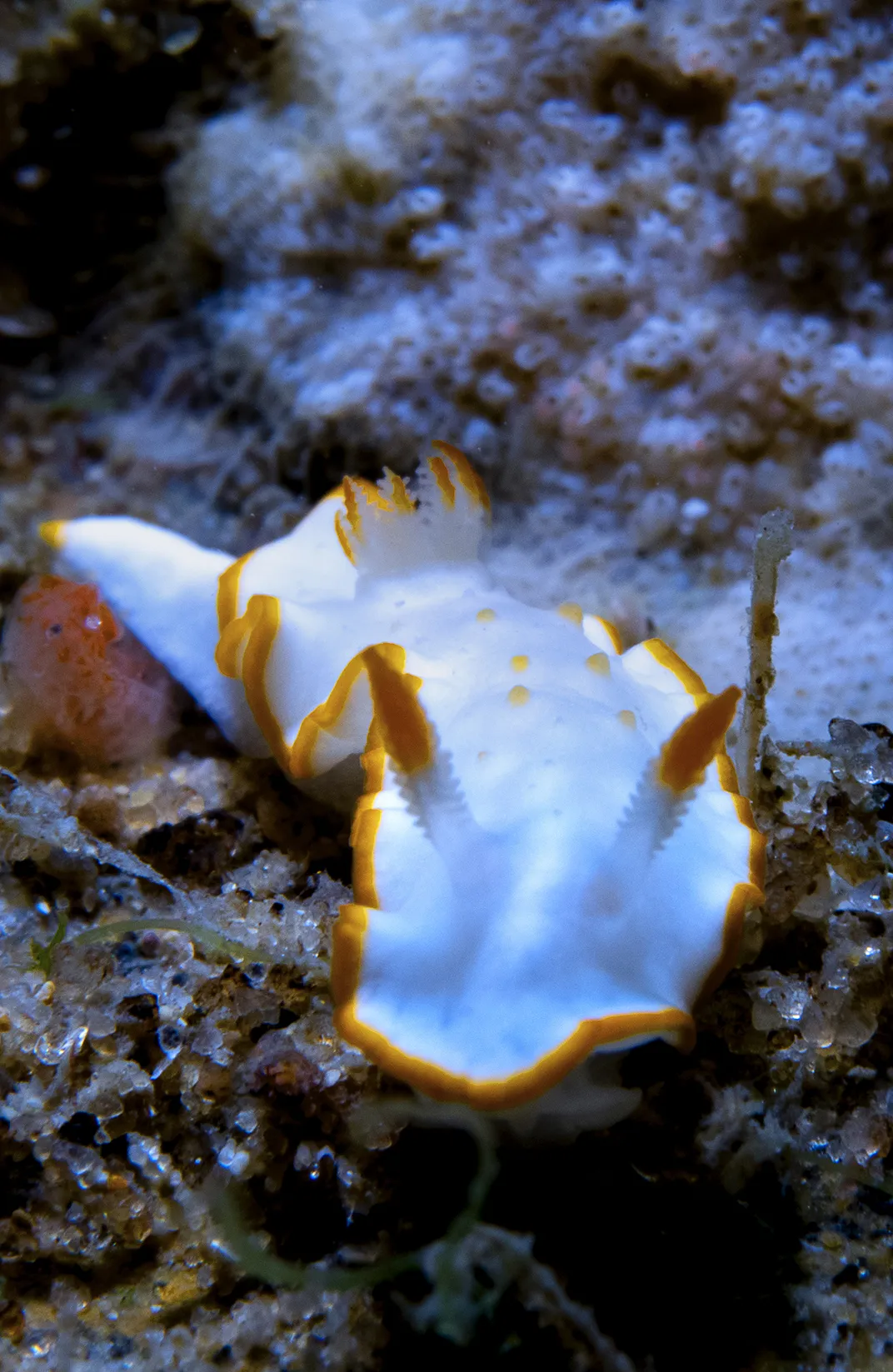 The gleaming pearlescent Diversidoris aurantionodulosa has been spotted in and around the tropics worldwide, from Tanzania to Hong Kong.