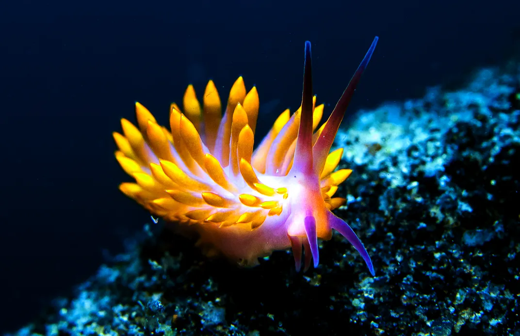 The spikes on this Trinchesia sibogae are cerata—finger-like extensions of its digestive system. The tusk-like structures are oral tentacles, likely used to identify food.