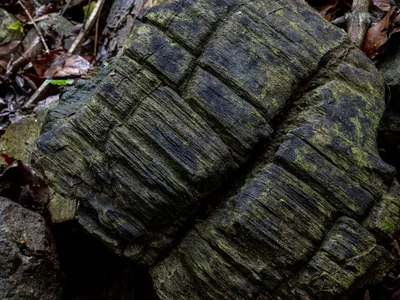 BCI Mangrove fossils