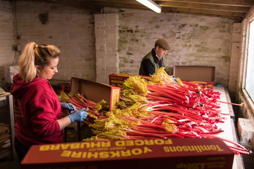 packing rhubarb