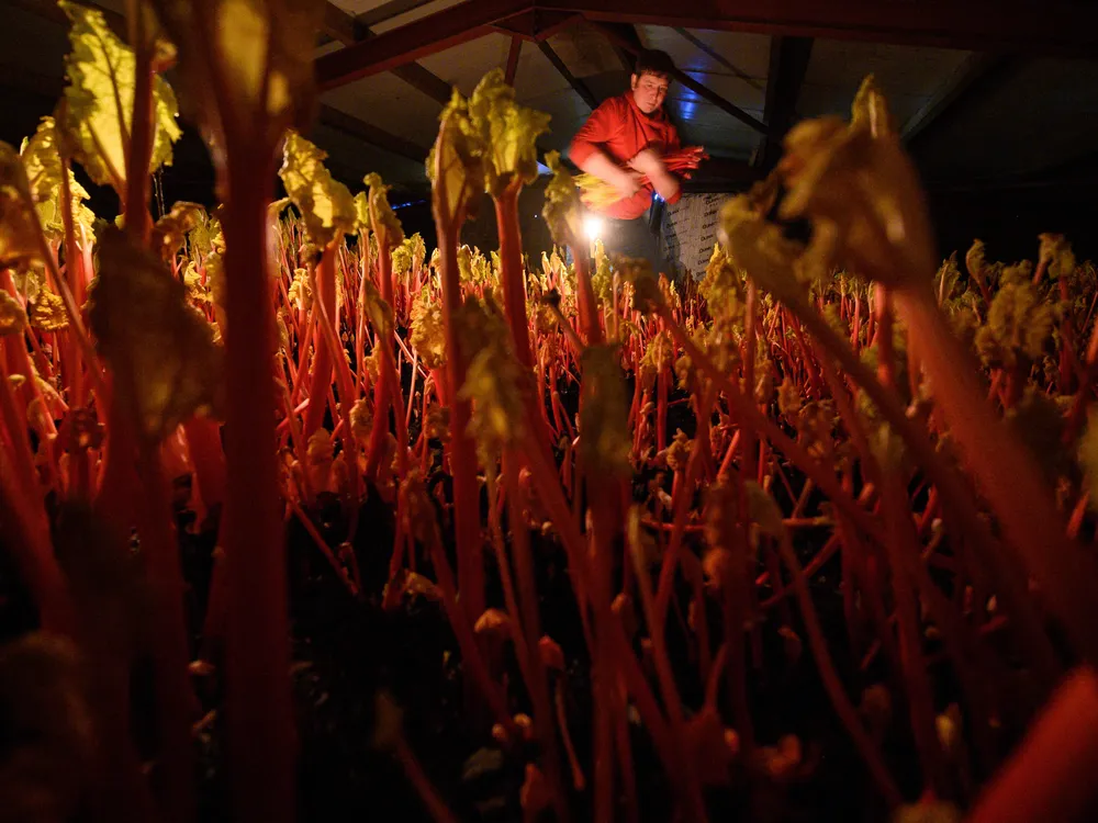 farmer harvesting rhubarb