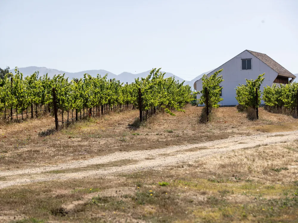 Rows of grape vines in front of a building