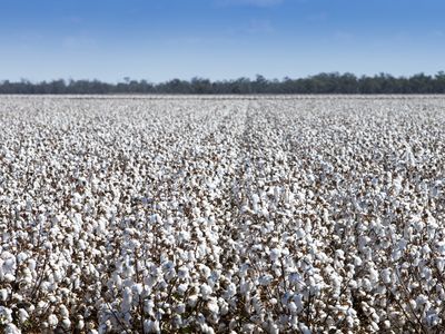 Cotton fields