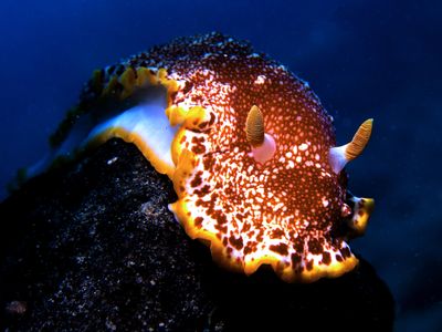 Imagine dragons&mdash;or go for a dive in the Pacific Ocean and keep an eye out for this astonishing two-inch sea slug known as Goniobranchus sp. 1.