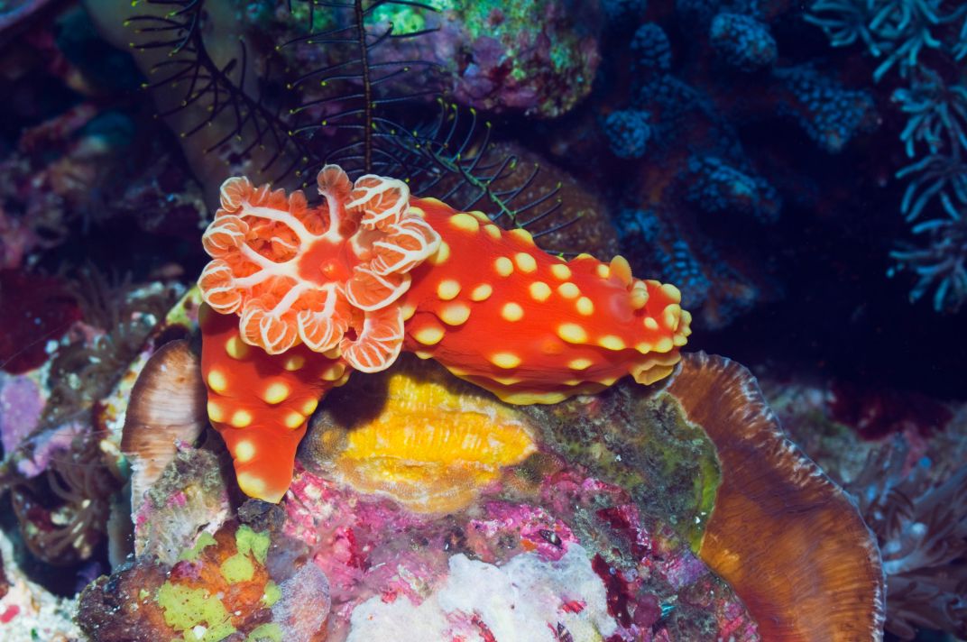 The first nudibranch species Cobb ever spotted—Gymnodoris aurita—is also known as a strawberry slug. It’s around 3.5 inches long when full-grown.