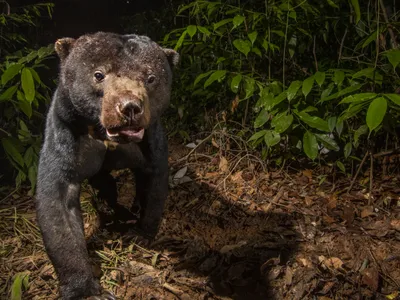 Sun bears are named for a gold crescent on their chest, resembling a rising or setting sun. Each bear&rsquo;s patch is unique, like a fingerprint.