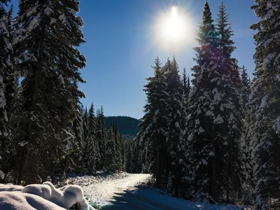 a snow covered logging road in a forest