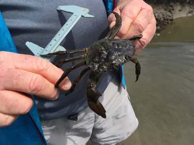 A green crab,&nbsp;Carcinus maenas