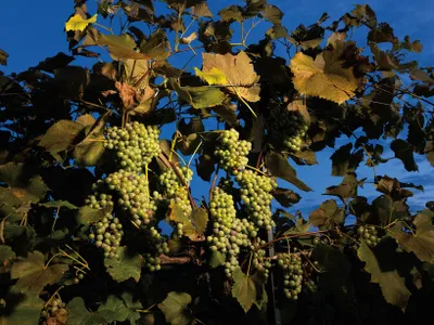 Stark-Star grapes&mdash;native to North America, and considered a &ldquo;champion cultivar&rdquo; by Jerry Eisterhold, founder of TerraVox Winery.