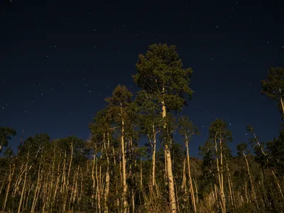 With one vast root system, Pando weighs more than 6,600 tons and contains approximately 47,000 genetically identical stems (or branches).