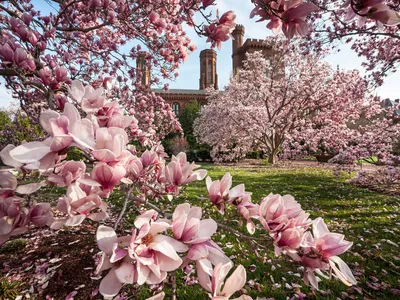 Pink flowers bloom in front of a brick castle building across a field of green grass.