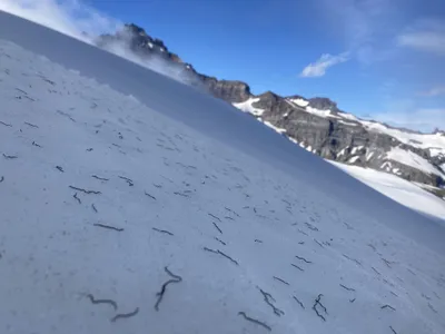 Ice worms spend most of the day burrowing their way through the cold, dark interior of the glacier, coming to the surface only in the afternoon to feed on algae and bacteria.