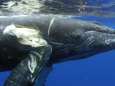 Whale swimming in the water with a tear on the side of its body.