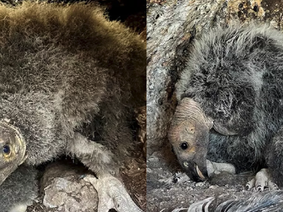 The chicks were both born in early May and should take their first flights later this year.